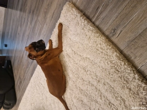 catei boxer german  - imagine 10