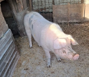 Porci de vanzare de la 130kg la 250kg