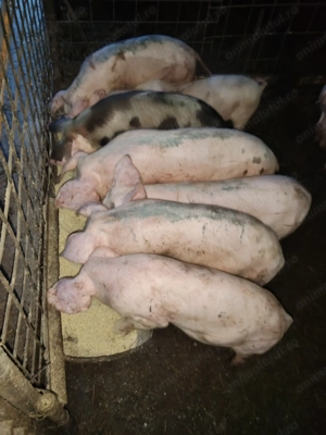 Purcei de vânzare  - imagine 2