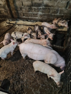 Purcei de vânzare  - imagine 3