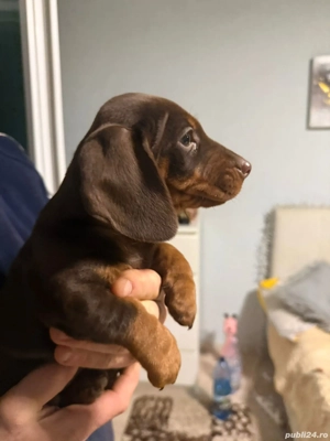 Căței teckel ciocolatii