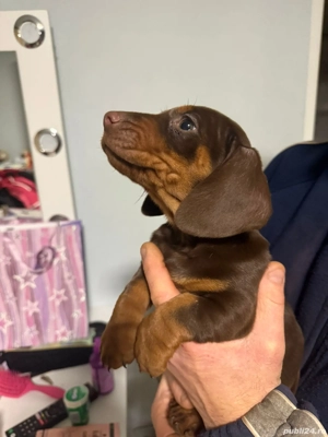 Căței teckel ciocolatii - imagine 5