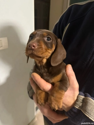 Căței teckel ciocolatii - imagine 4