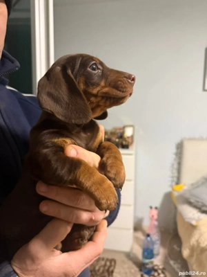 Căței teckel ciocolatii - imagine 3