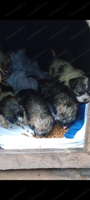 Cățeluși bichoni havanezi  - imagine 2