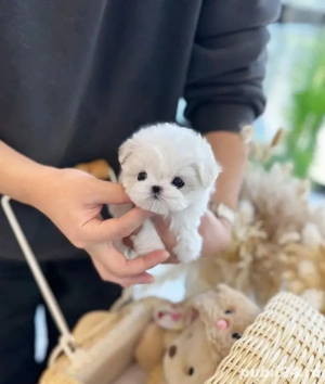 Bichon maltez mini toy  - imagine 4