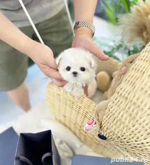 Bichon maltez mini toy  - imagine 5