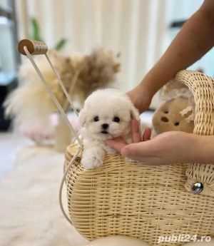 Bichon maltez mini toy  - imagine 3