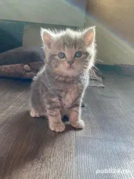 british shorthair,culori diferite!