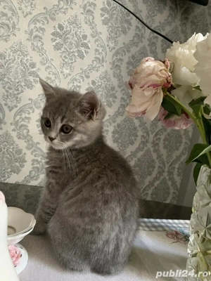 british shorthair,culori diferite! - imagine 3