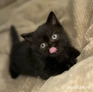 british shorthair,culori diferite! - imagine 2