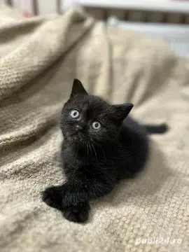 british shorthair,culori diferite! - imagine 4