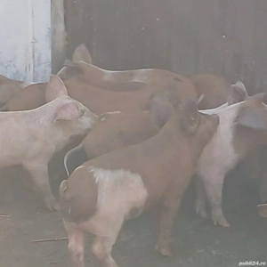 purcei 9-10  saptamani  - imagine 6