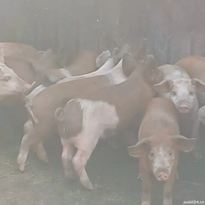 purcei 9-10  saptamani  - imagine 5