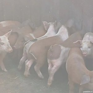 purcei 9-10  saptamani  - imagine 4