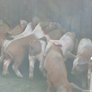 purcei 9-10  saptamani  - imagine 3