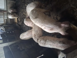 Vând grasuni  - imagine 3