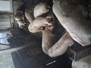 Vând grasuni  - imagine 2