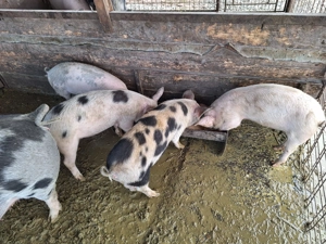 Vand 6 buc Soldani de 4 luni - imagine 4