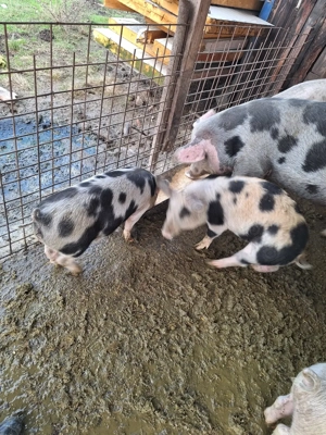 Vand 6 buc Soldani de 4 luni - imagine 2