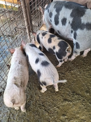 Vand 6 buc Soldani de 4 luni - imagine 3