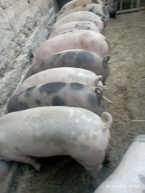 Vînd șoldani satu nou de jos 