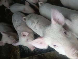purcei de vinzare de 2 luni și 2 săptămâni preț 500 lei bucata negociabil 