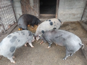 Porci pentru sacrificat