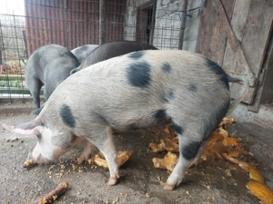 Porci pentru sacrificat - imagine 2