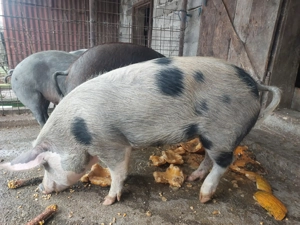 Porci pentru sacrificat - imagine 4