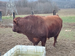 Vand taur  - imagine 4