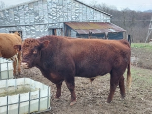 Vand taur  - imagine 3