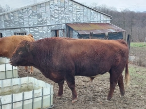 Vand taur  - imagine 2