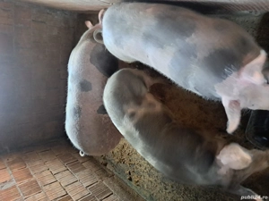 vand porci petrean  - imagine 2