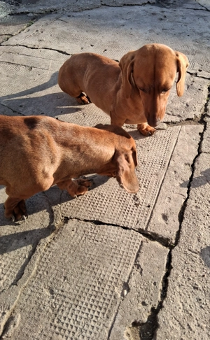  Teckel - Dorim sa fim prietenul tău adevărat!!   - imagine 2