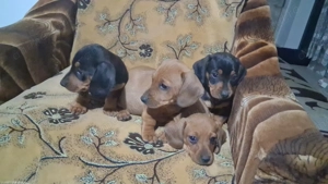  Teckel - Dorim sa fim prietenul tău adevărat!!   - imagine 3