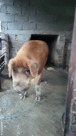 Porcii de Vânzare - imagine 4