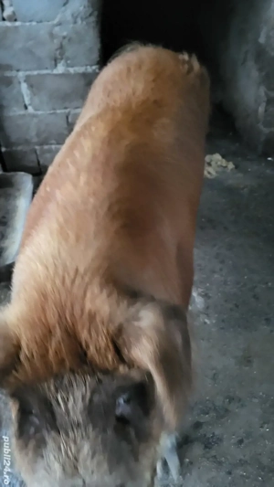 Porcii de Vânzare - imagine 2