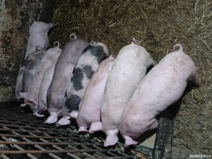 vand purcei pic cu pietrean 