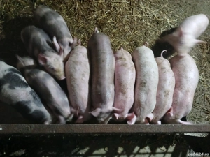 vand purcei pic cu pietrean  - imagine 2