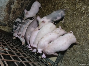 vand purcei pic cu pietrean  - imagine 5