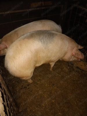 Vand  2 porci 15 lei kg - imagine 2