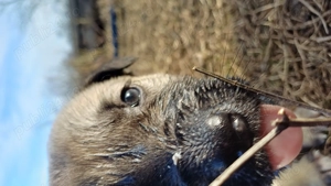 Vand Kangali originali, rasa pura - imagine 2