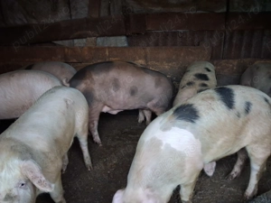 Porci de vanzare - imagine 2