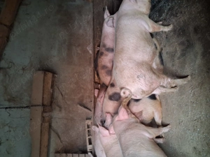 Porci de vanzare - imagine 3