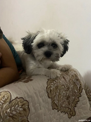 bichon havanez  - imagine 2