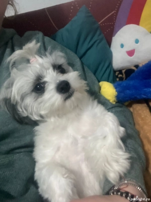 bichon havanez  - imagine 3