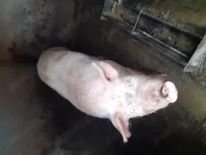 Vând porc 140 kg
