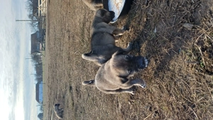 Vand Kangali originali, rasa pura