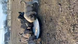 Vand Kangali originali, rasa pura - imagine 3